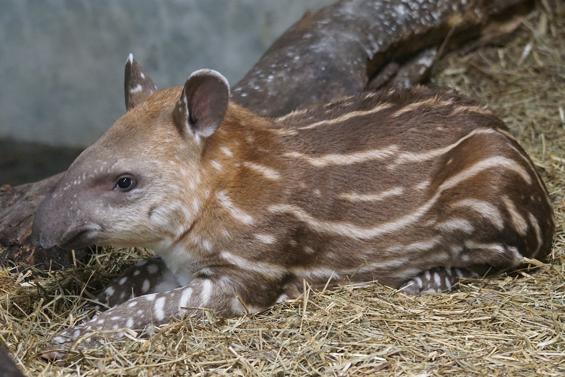 Young tapir